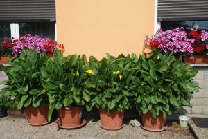 Hrenovice 28 (2)
